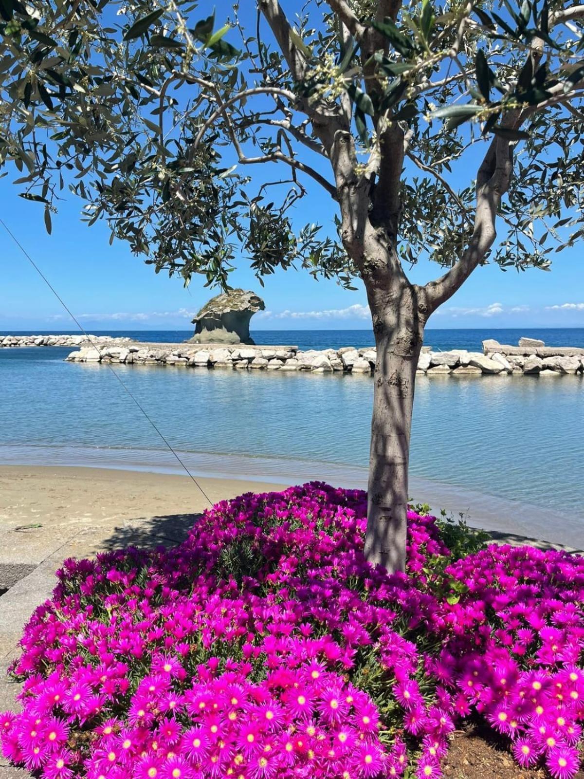 イスキア島 La Casa Rosa Di Giuliaヴィラ エクステリア 写真